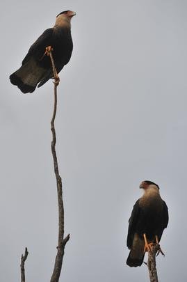 Dentro do parque em São Roque, muitos carcaras ladeiam a estrada de terra