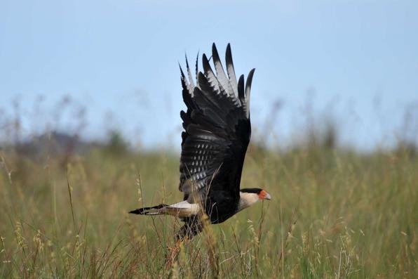 Dentro do parque em São Roque, muitos carcaras ladeiam a estrada de terra