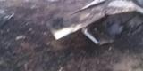 Avião caiu quando sobrevoava acampamento de sem-terra em fazenda no município de Tumiritinga