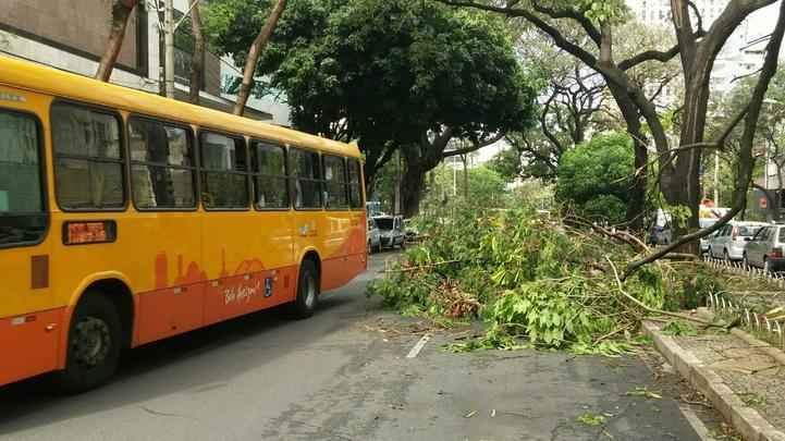 Galho de árvore ocupa parte da pista na Avenida Getúlio Vargas, no Funcionários