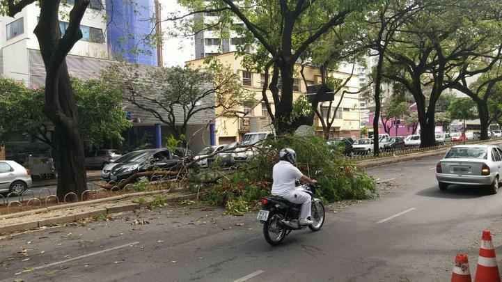 Galho de árvore ocupa parte da pista na Avenida Getúlio Vargas, no Funcionários