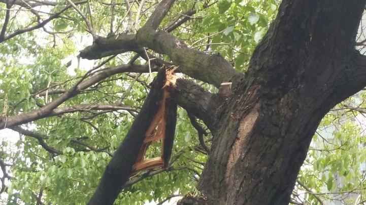 Galho de árvore ocupa parte da pista na Avenida Getúlio Vargas, no Funcionários