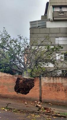 Mais uma árvore caída na Rua Dr. Sette Câmara, ao lado do número 210, no Bairro Luxemburgo