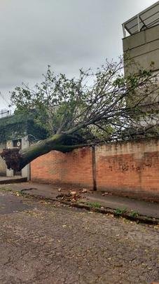 Mais uma árvore caída na Rua Dr. Sette Câmara, ao lado do número 210, no Bairro Luxemburgo