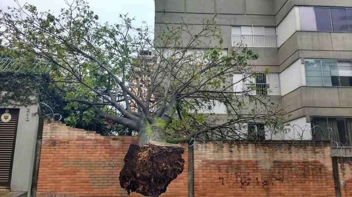 Mais uma árvore caída na Rua Dr. Sette Câmara, ao lado do número 210, no Bairro Luxemburgo