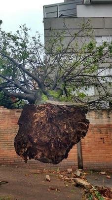 Mais uma árvore caída na Rua Dr. Sette Câmara, ao lado do número 210, no Bairro Luxemburgo