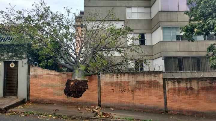 Mais uma árvore caída na Rua Dr. Sette Câmara, ao lado do número 210, no Bairro Luxemburgo