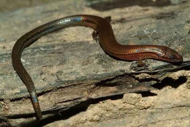  (Reprodu��o blog.conservation.org)