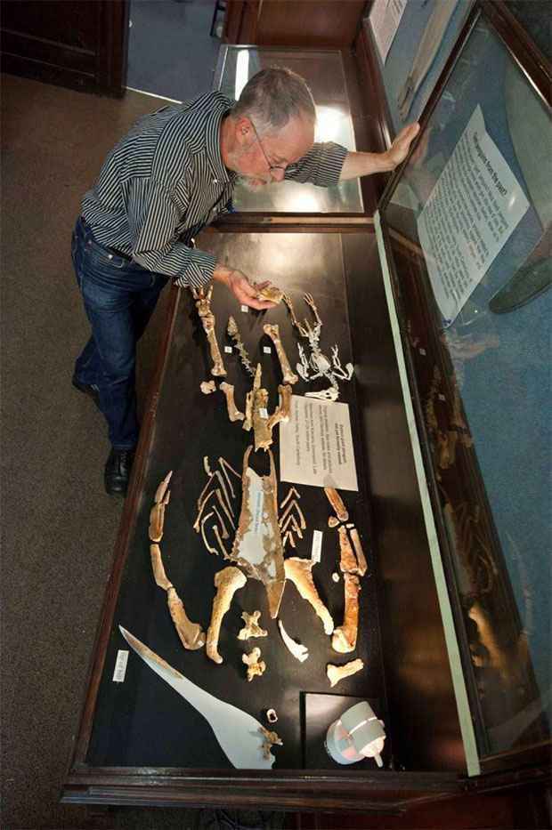 O professor Ewan Fordyce mostra os ossos fossilizados do pinguim gigante, ao lado do esqueleto de um pequeno pinguim azul, na universidade de Dunedin (AFP PHOTO / Geology Museum / University of Otago)