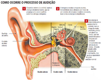 Entenda como funciona  um ouvido saudável
