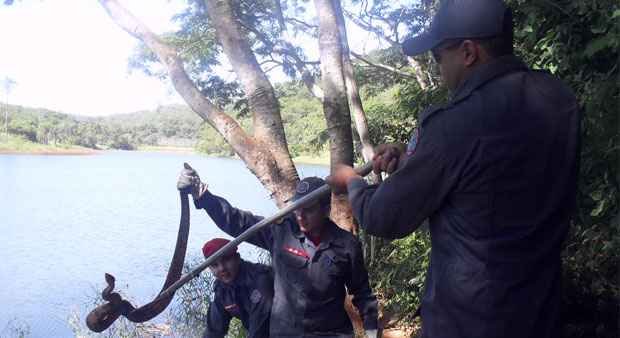 A cobra foi solta em uma área de preservação ambiental próxima ao local onde foi encontrada (Corpo de Bombeiros/Divulgação)