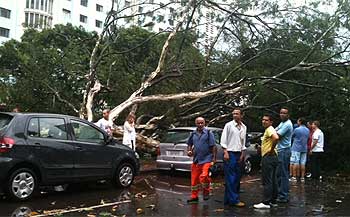 Imagem de árvore caída na região hospitalar de BH (Fernanda Machado /Esp EM DA Press)