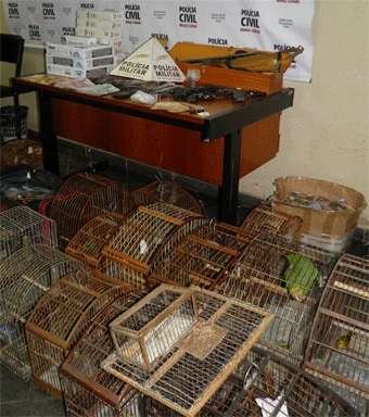 Um papagaio, 13 pássaros da fauna silvestre e 21 gaiolas foram apreendidos  (Polícia Civil/Divulgação)