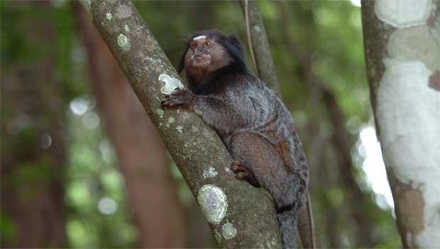 Algumas espécies de sagui trazidas de outras regiões competem com animais da região centro-sul, provocando desequilíbrios (Beto Novaes/EM/D.A. Press) Algumas espécies de sagui trazidas de outras regiões competem com animais da região centro-sul, provocando desequilíbrios (Beto Novaes/EM/D.A. Press)