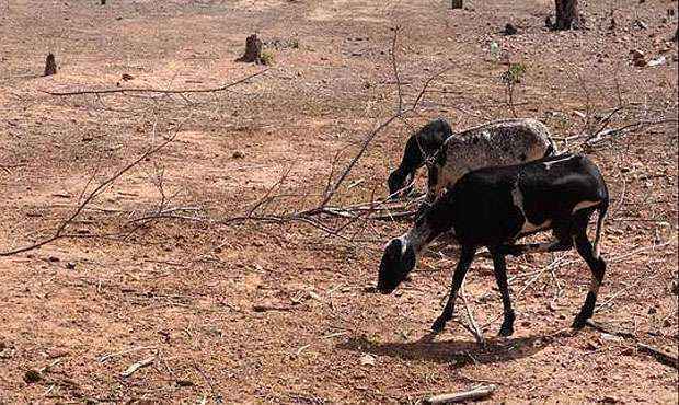 Até mesmo as cabras, animais resistentes à falta de água, têm dificuldade de encontrar alimento   (Gustavo Magnusson/Fotoarena/Folhapress)