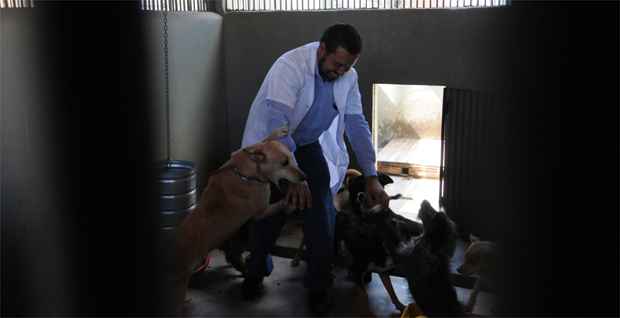 Cães apreendidos na sede da ONG Núcleo Fauna de Defesa Animal foram devolvidos ontem pelo Centro de Controle de Zoonoses (Marcos Michelin/EM/DA Press)
