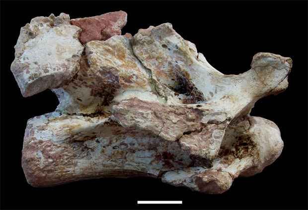  (Universidade Federal de Uberlândia/Divulgação)