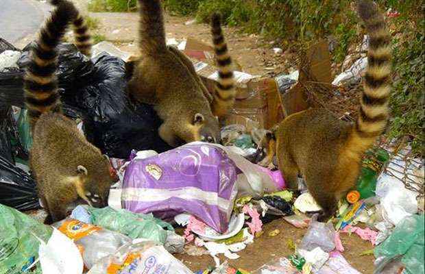 Grupos saem do Parque das Mangabeiras para comer restos de lixo jogado na Rua Mangabeira da Serra  ((Marcos Michelin/EM/D.A Press- 10/5/11))