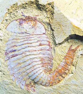 Fóssil de um artrópode descoberto na China tem estruturas neurológicas semelhantes às de animais atuais (XIAOYA M-NATURE/DIVULGAÇÃO - 13/2/04)