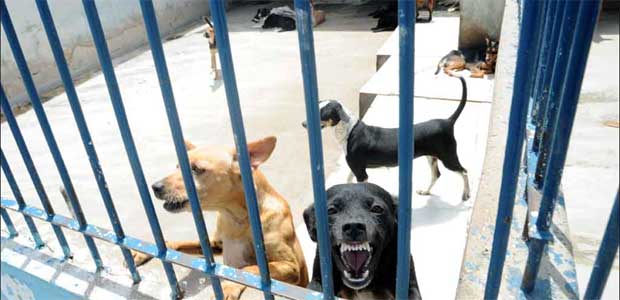 Parte dos cães fica no pátio da entidade sediada no Bairro Guarani (Leandro Couri/EM/D.A Press)