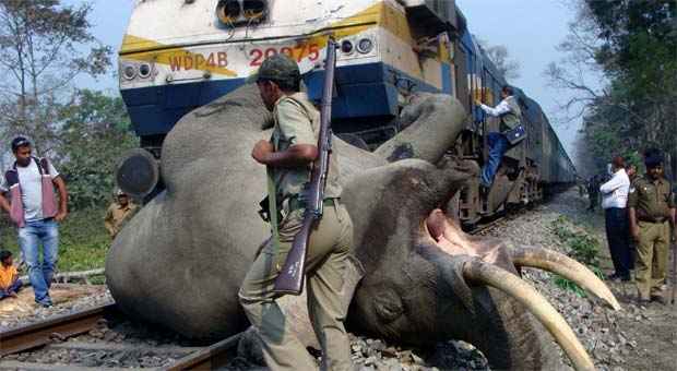 O elefante foi arrastado por vários metros até que a composição parasse completamente  (AFP PHOTO )