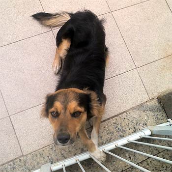 Cadela foi picada pelo escorpião  (Wilde Fernandes/Divulgação)