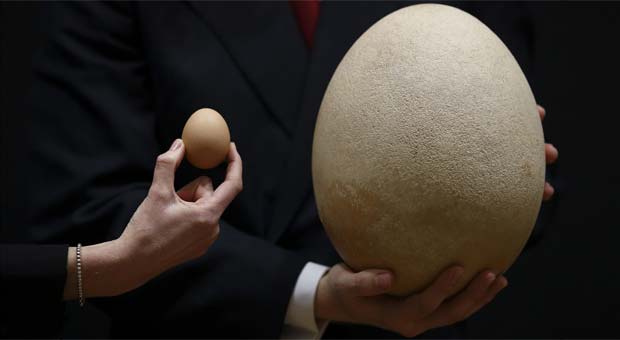 Ovo do 'pássaro elefante' é cem vezes maior que o ovo de galinha (AFP PHOTO / JUSTIN TALLIS )