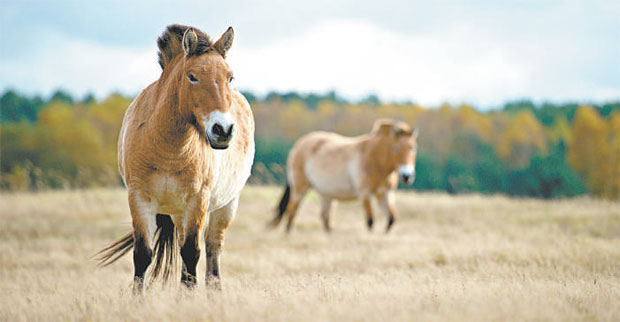 Cavalos de Przewalski: raros, os últimos remanescentes da população de equinos selvagens são geneticamente viáveis (PATRICK PLEUL/AFP)
