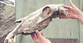 Caveira do cavalo Eqqus lambei, do Pleistoceno, encontrado na região de Yukon, em território canadense,
há mais tempo, assim como parte de osso que pesquisadores acreditam ser de uma perna desse animal (D.G. FROESE/DIVULGAÇÃO)