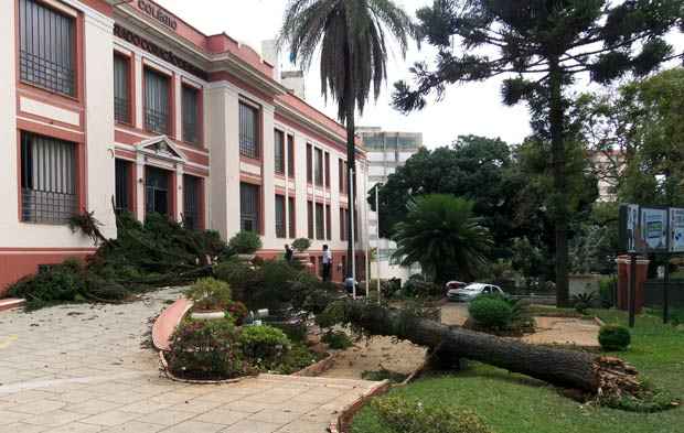 Pinheiro de cerca de 12 metros obstruiu a entrada principal do colégio  (Colégio Sagrado Coração de Maria/ Divulgação )