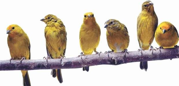 Canário-da-terra é a ave mais procurada para contrabando e  a mais apreendida (Juarez Rodrigues/EM/D.A Press)