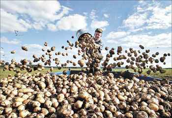 Colheita de batatas na Bielo-Rússia: especialistas ressaltam que consumo do produto só pode causar danos à saúde quando exagerado (Viktor Drachev/AFP 15/9/05)