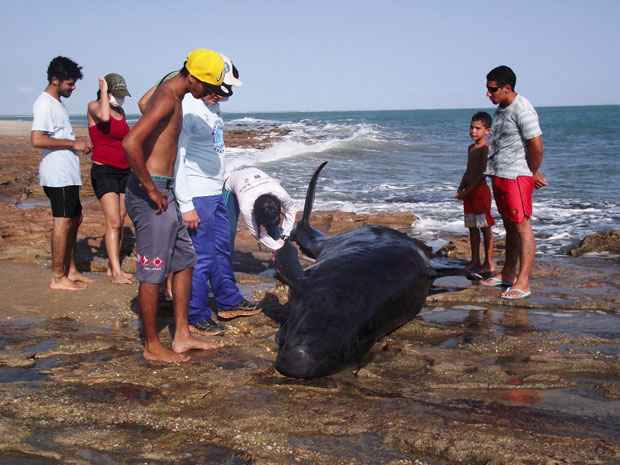 Amostras de tecidos e sangue serão analisados para tentar descobrir a causa das mortes (Carlos Júnior/Voz de Areia Branca) Amostras de tecidos e sangue serão analisados para tentar descobrir a causa das mortes (Carlos Júnior/Voz de Areia Branca)
