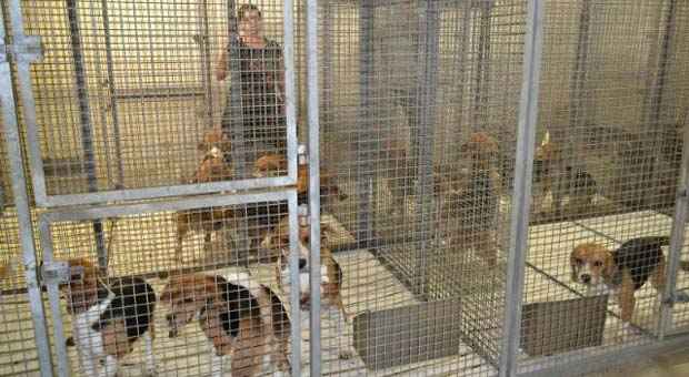 No local estavam mais de 200 cães da raça beagle, além de vários ratos e coelhos (Reprodução / Facebook) No local estavam mais de 200 cães da raça beagle, além de vários ratos e coelhos (Reprodução / Facebook)