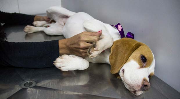 Cachorro recuperado passa por exames ( JARDIEL CARVALHO/FRAME/FRAME/ESTADAO CONTEUDO) Cachorro recuperado passa por exames ( JARDIEL CARVALHO/FRAME/FRAME/ESTADAO CONTEUDO)