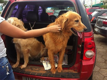 Animais momentos após serem resgatados no carro da nutricionista Angela Zuim (Angela Zuim/Divulgação ) Animais momentos após serem resgatados no carro da nutricionista Angela Zuim (Angela Zuim/Divulgação )