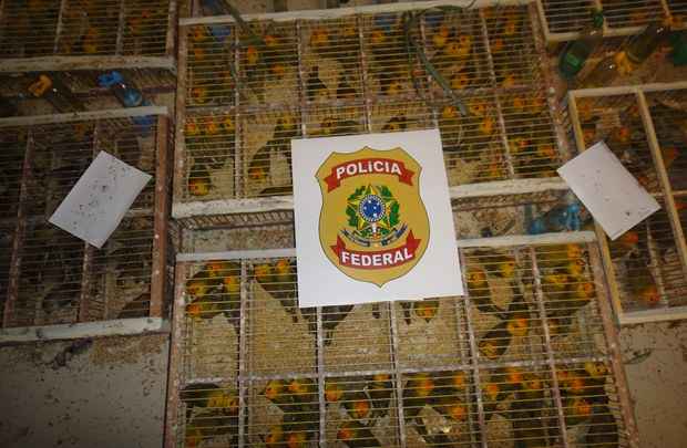A polícia achou 11 gaiolas com 390 canários-da-terra (Polícia Federal/ Divulgação) A polícia achou 11 gaiolas com 390 canários-da-terra (Polícia Federal/ Divulgação)