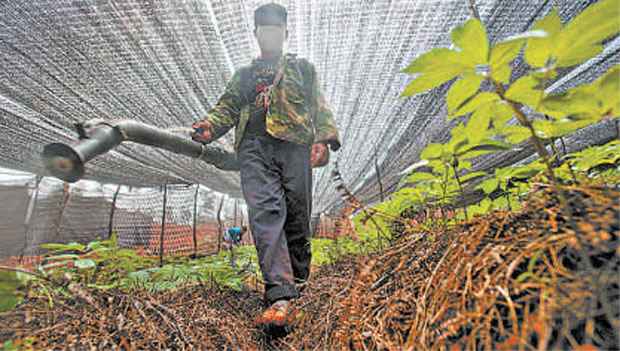 SIMON LIM/GREENPEACE/AFP - 12/5/2013 SIMON LIM/GREENPEACE/AFP - 12/5/2013