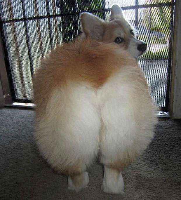 Até os pets já entraram na moda! (Reprodução/Tumblr)