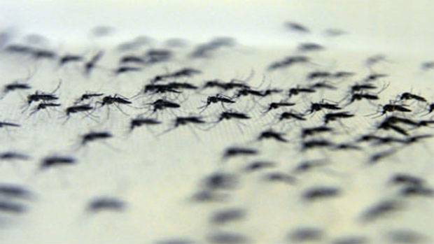 Peter Ilicciev / Multimagens Fiocruz Peter Ilicciev / Multimagens Fiocruz
