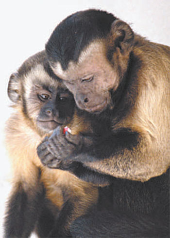 FRANS DE WAAL/DIVULGAÇÃO FRANS DE WAAL/DIVULGAÇÃO