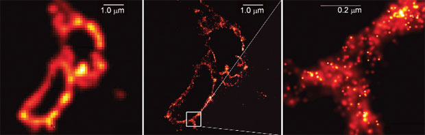 Image from Science 313:1642%u20131645/www.nobelprize.org/divulgação Image from Science 313:1642%u20131645/www.nobelprize.org/divulgação