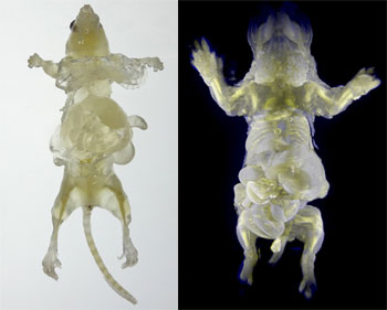 AFP PHOTO / RIKEN AFP PHOTO / RIKEN