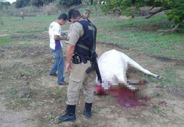 Polícia Militar/Divulgação Polícia Militar/Divulgação