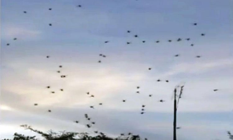 'Chuva' de aranhas assusta moradores de distrito em São Manuel ... - Estado de Minas