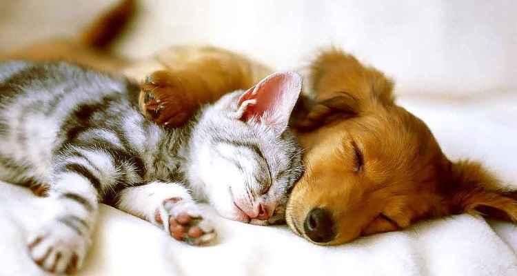 Cães e gatos/Reprodução da internet Cães e gatos/Reprodução da internet
