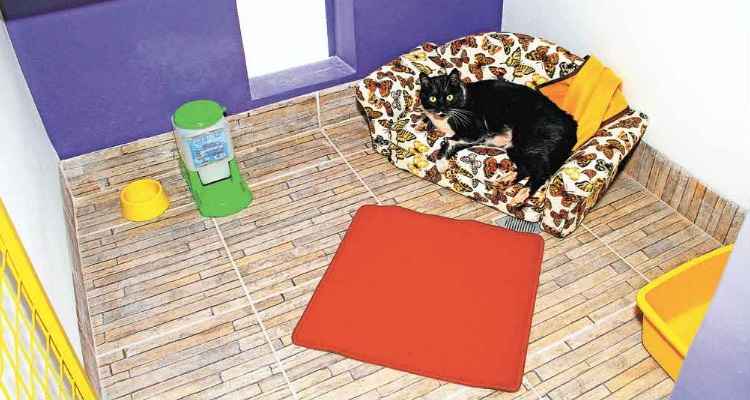 A Gata Cristy/Divulgação A Gata Cristy/Divulgação