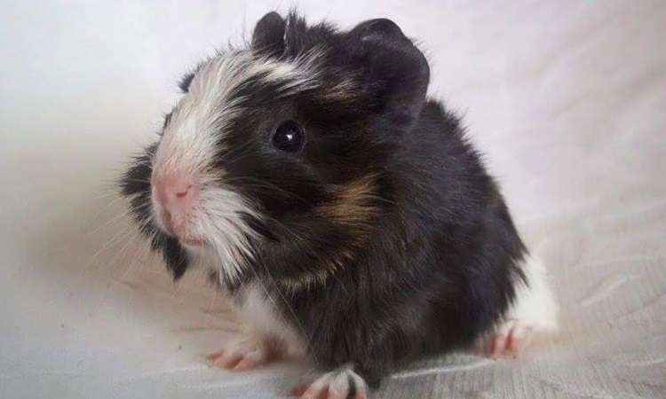 Lisly Gomide/Mini Pets Lisly Gomide/Mini Pets