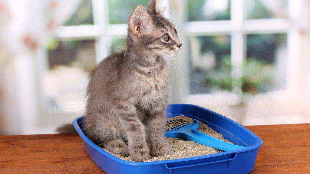 Reprodução da Internet - Mundo Pet - Pipicat Reprodução da Internet - Mundo Pet - Pipicat