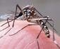 Número de casos de dengue em 2015 quase triplicou em relação ao último ano em Minas